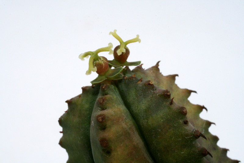 euphorbia tubiglans 4662