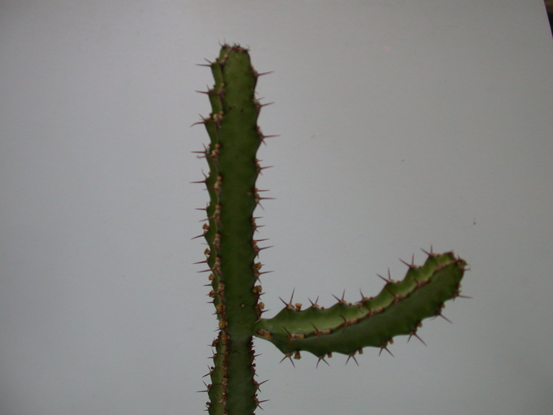 euphorbia waterbergensis 1365
