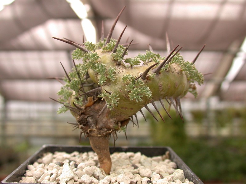 sarcocaulon herrei 01