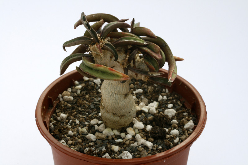 euphorbia francoisii 1506