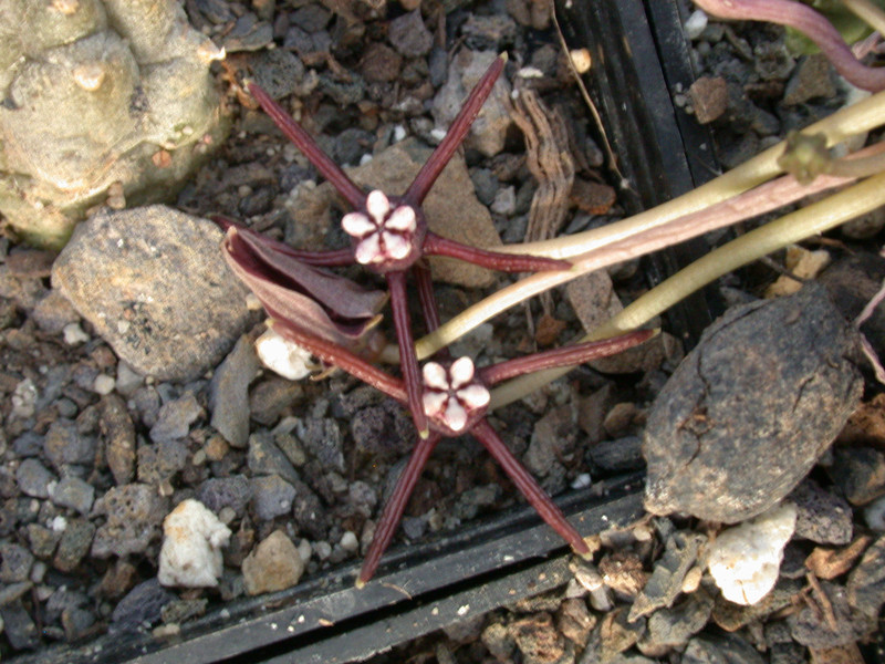 duvalia angustiloba 03