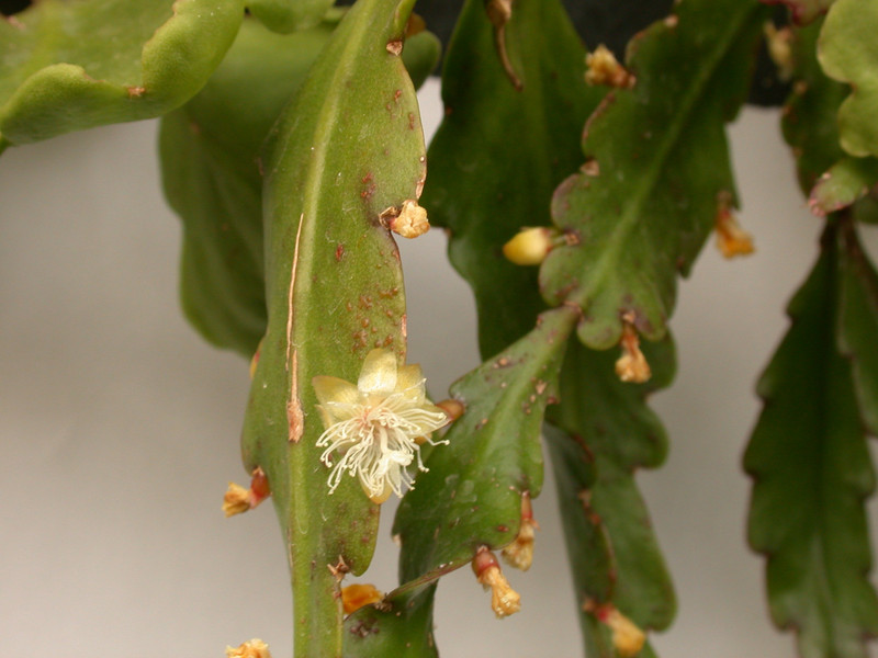 rhipsalis crispata 03