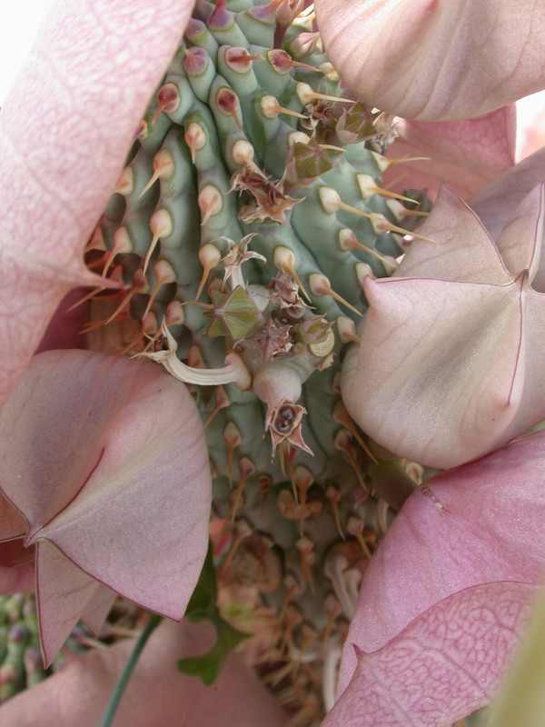hoodia gordonii 1