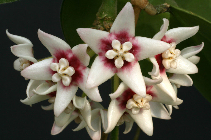 hoya calycina 4414