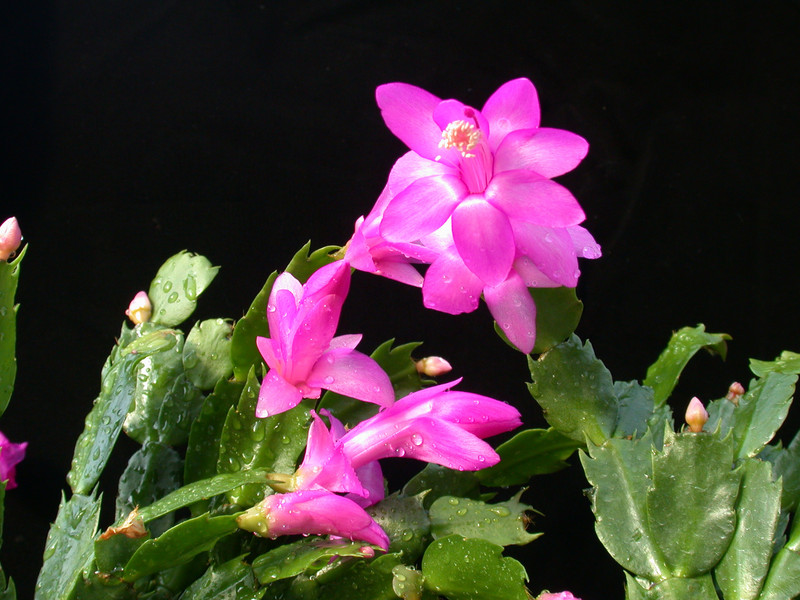 schlumbergera naomi 15