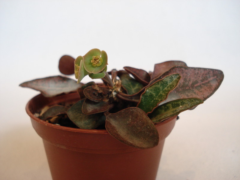 euphorbia francoisii 70