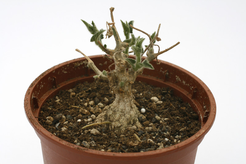 kedrostis foetidissima 7556