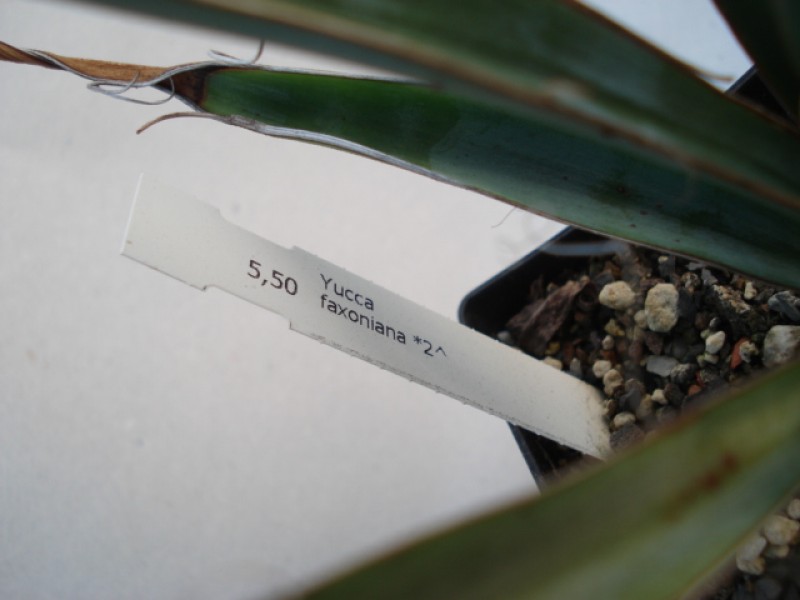 yucca faxoniana 4853