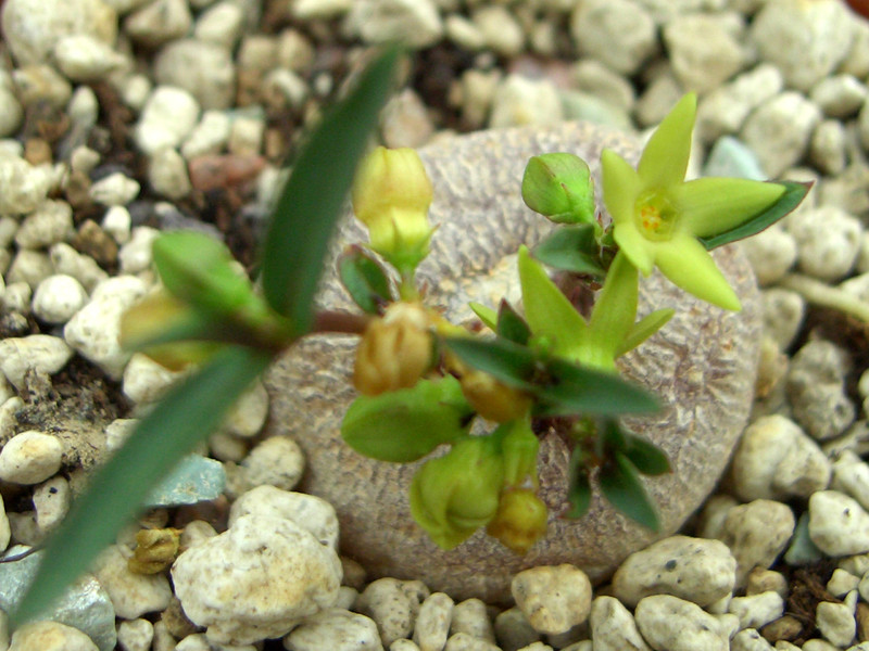 brachystelma caffrum 0814