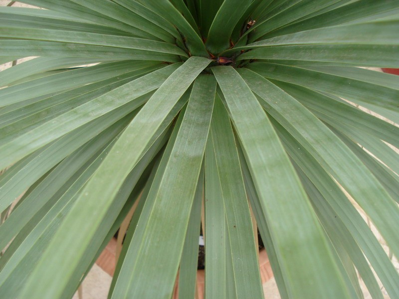 dasylirion graminifolium 1