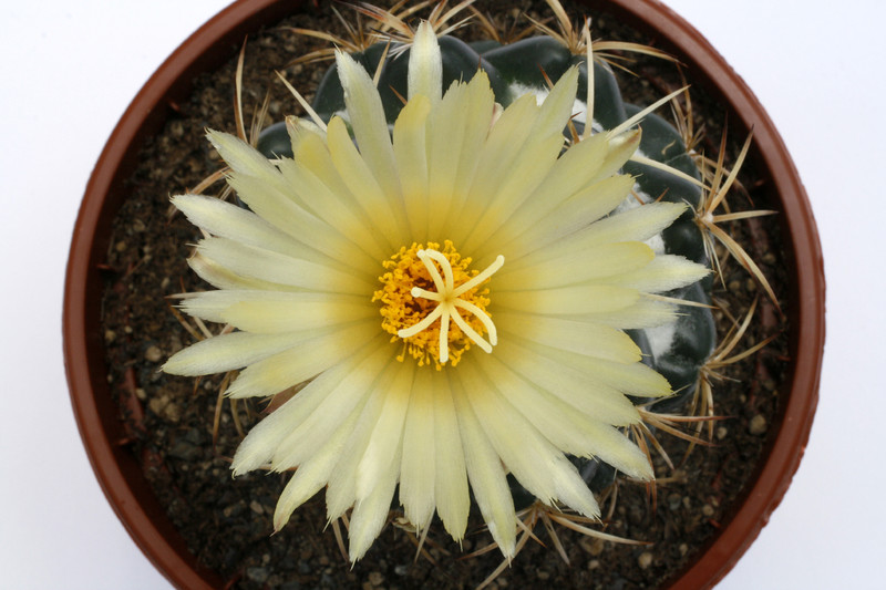 Coryphantha connivens