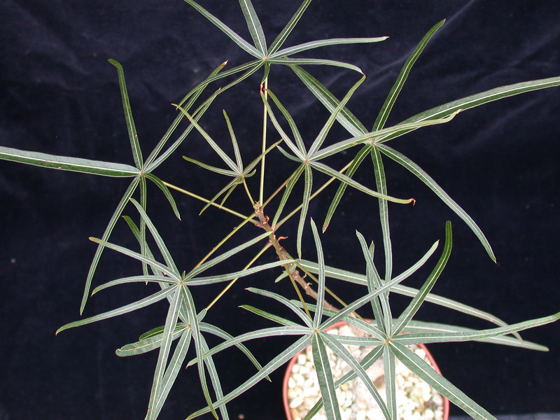 brachychiton rupestris gluecksbaum 02