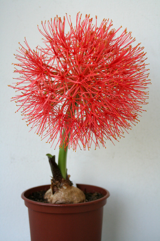 scadoxus multiflorus 2457