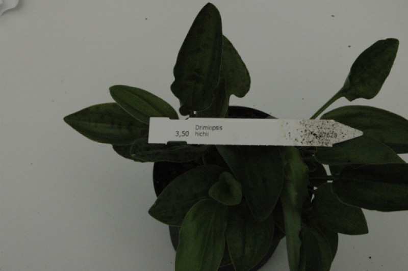 drimiopsis hichii 03