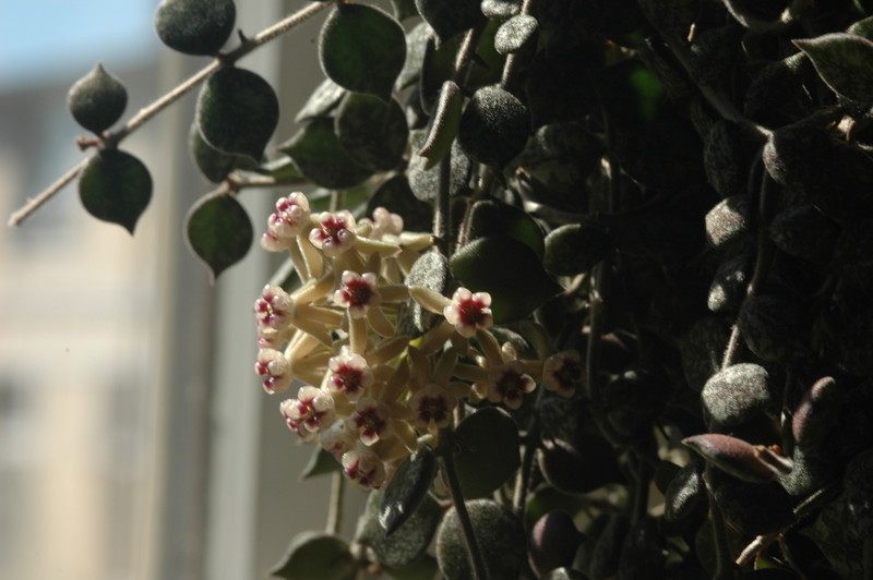 hoya curtisii 04
