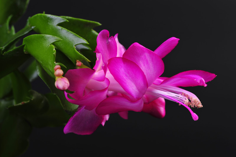 schlumbergera purple dancer 002