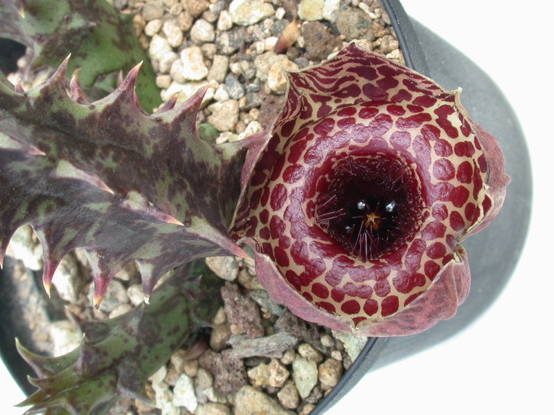 huernia reticulata es3634 02