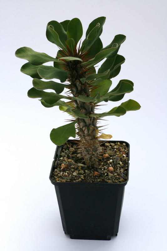 euphorbia didieroides 1509