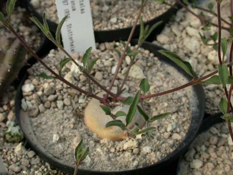 brachystelma meyerianum es2987 stutterheim 04