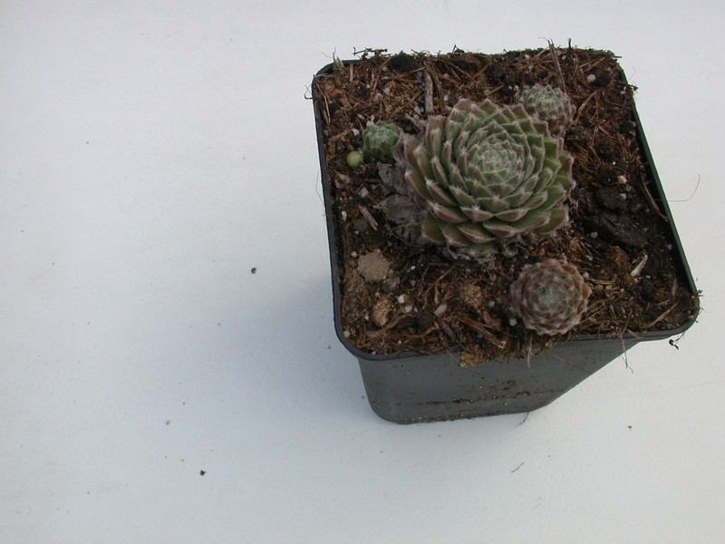 sempervivum silver thaw 5738