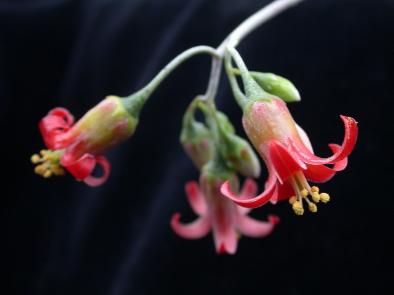 cotyledon galpini 04