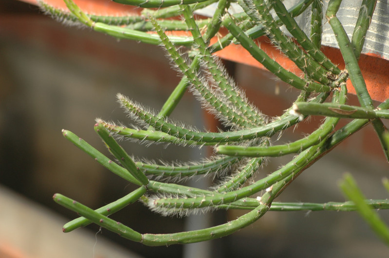 rhipsalis rigida 06
