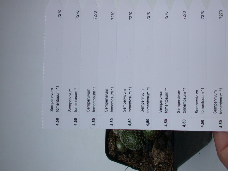 sempervivum tomentosum 5715