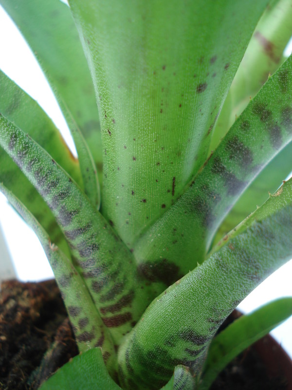 neoregelia ampullacea 4592