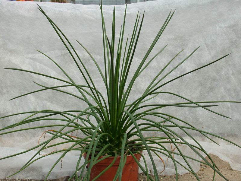 agave geminiflora 03