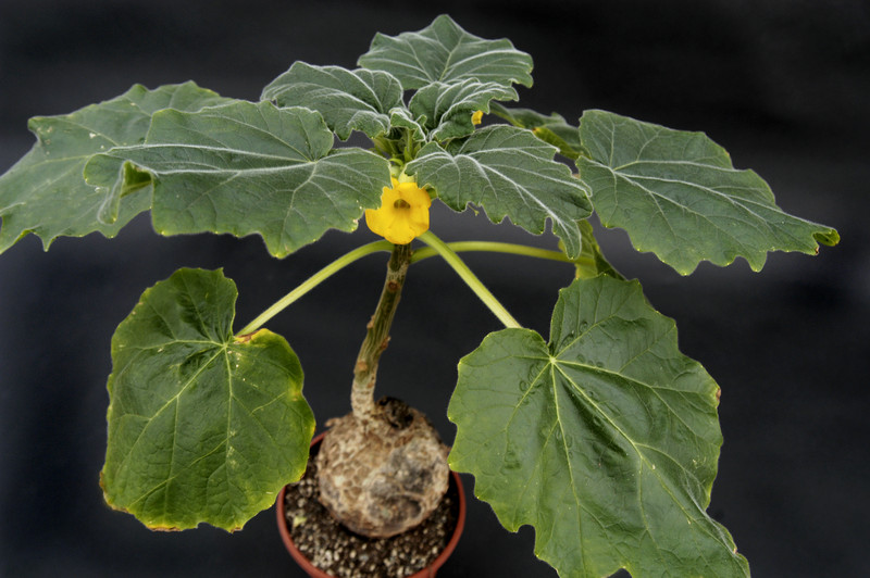 uncarina roeoesliana 20