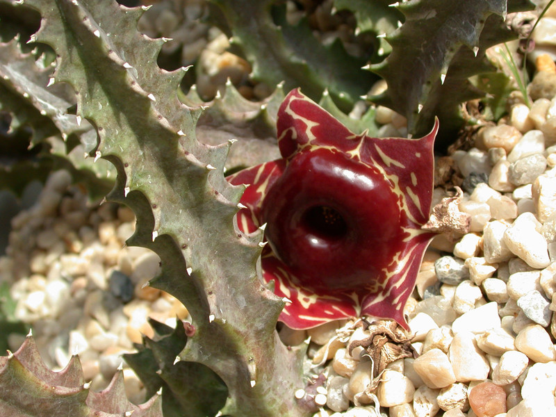huernia zebrina magniflora2