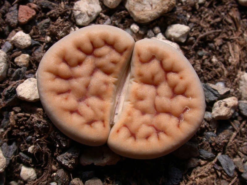 lithops karasmontana jacobseniana 01