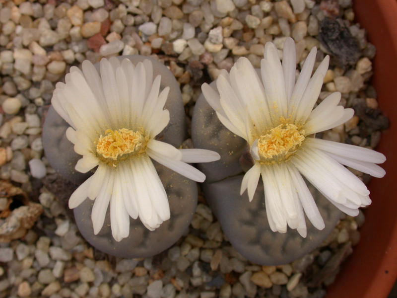 lithops karasmontana bella 06