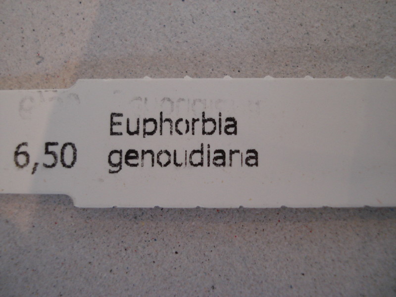 euphorbia genoudiana 75