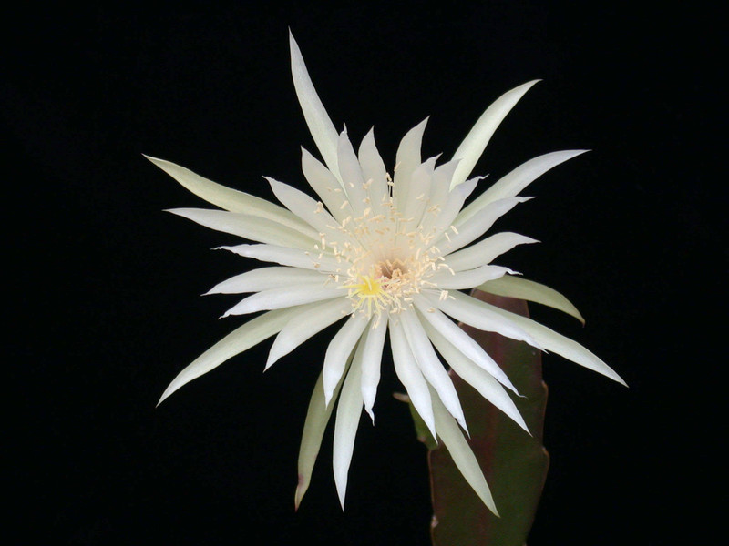 epiphyllum phyllanthus hookeri strictum 05