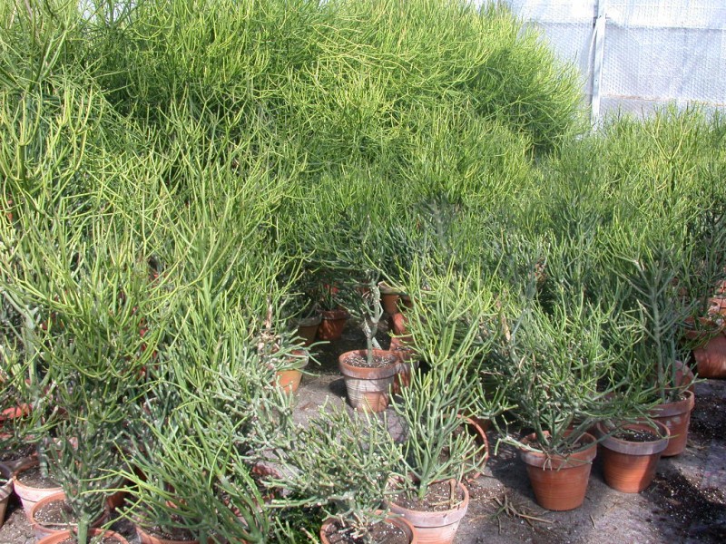 euphorbia tirucallii 01