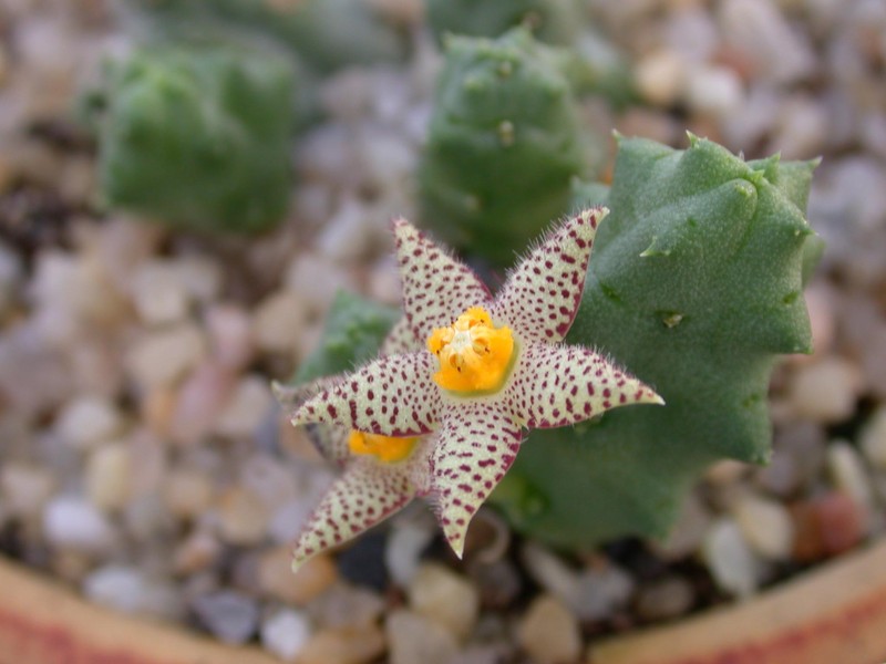 piaranthus geminatus foetidus 02