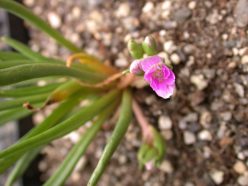 lewisia pygmaea 01