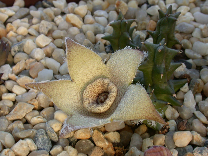 dipolcyantha ciliata1
