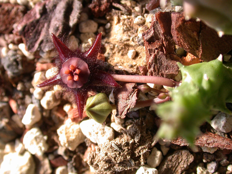 duvalia elegans robertson 01