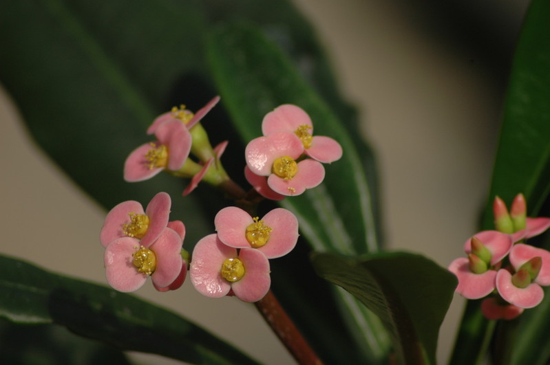 euphorbia lophogona 06