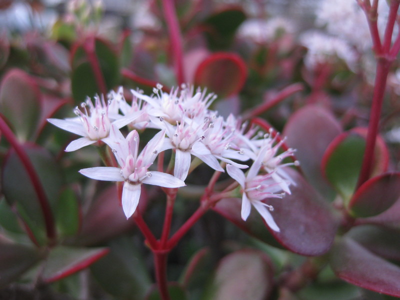 crassula ovata 9825