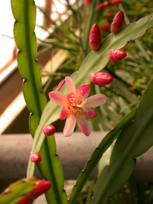 rhipsalis boliviana isi95-7 3 1