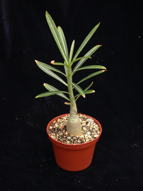 adenium somalense 01