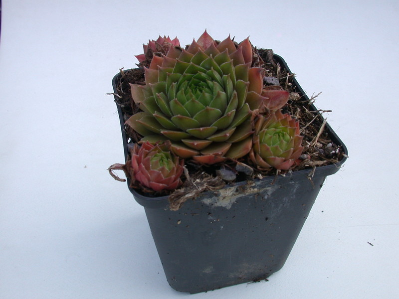 sempervivum blazing star 5724