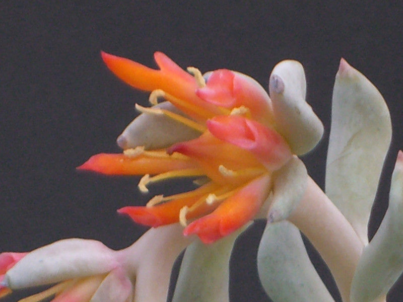 echeveria runyonii 0888