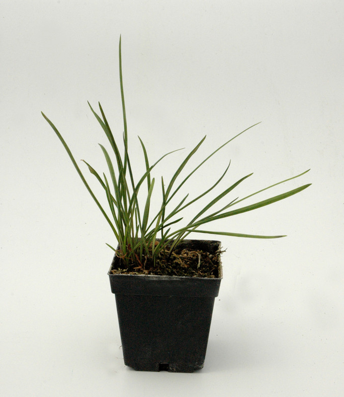 agapanthus inapertus liliput 04