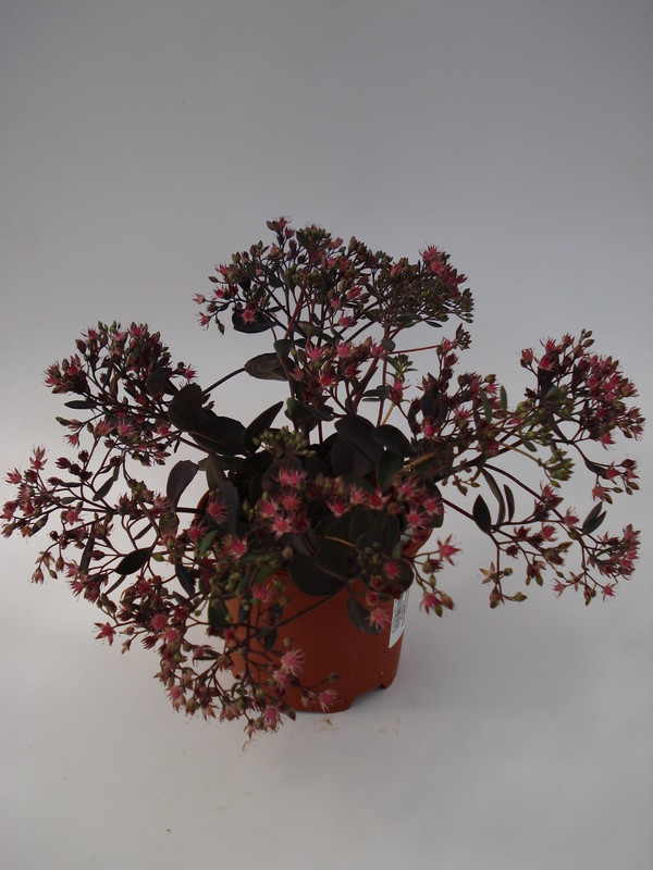 sedum cauticolum bertram anderson 696