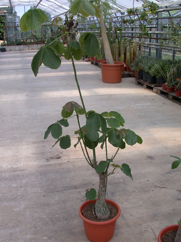 bombax ellipticum 5675