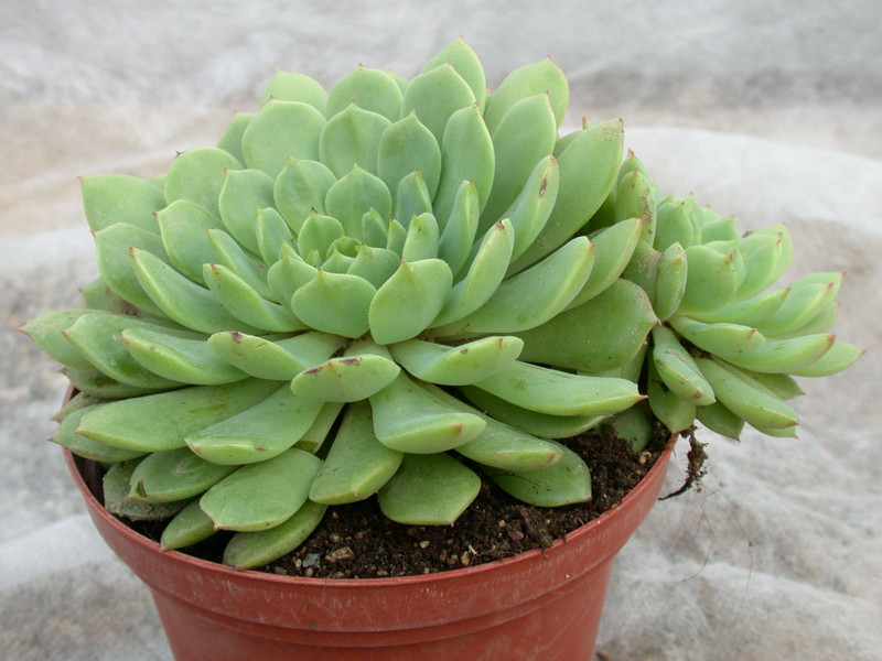 echeveria derenbergii 01